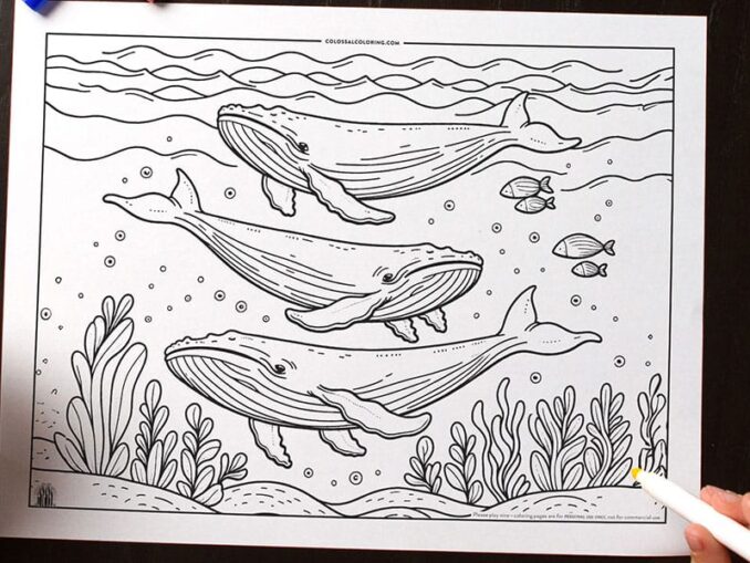 Humpback Whale coloring page